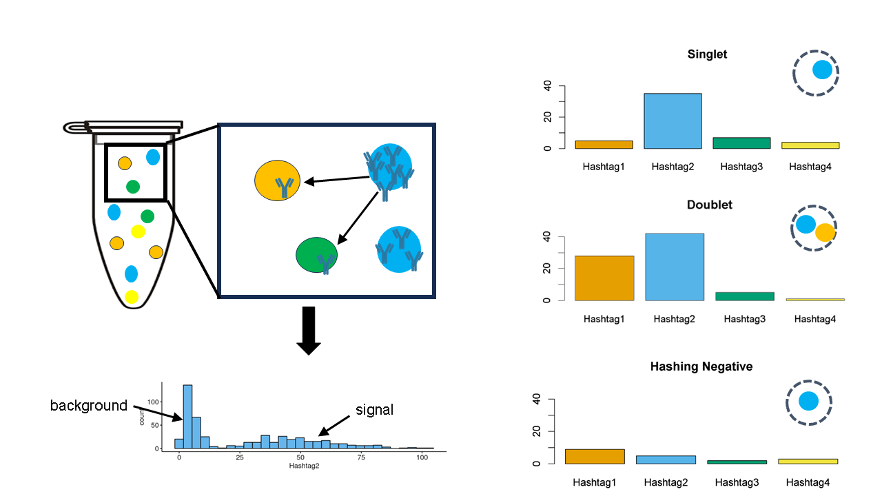 Cell hashing