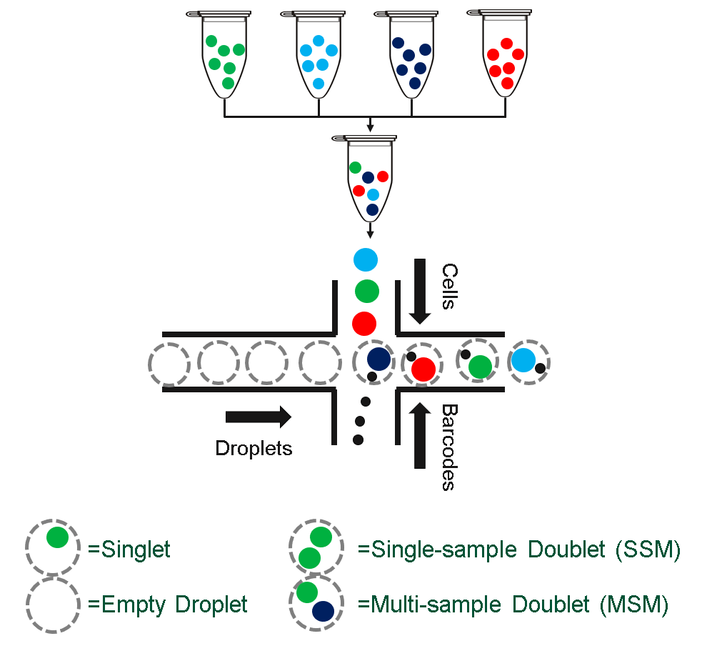 Multiplexed (multi-sample) scRNAseq