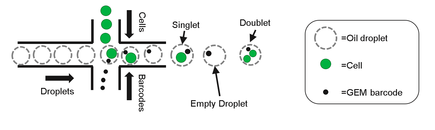 Multiplexed (multi-sample) scRNAseq