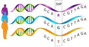 SNP variation between individuals